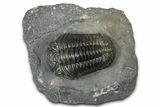 Detailed Pedinopariops Trilobite - Mrakib, Morocco #348136-3